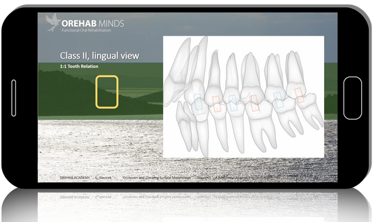 Occlusion in the Functional Concept of Slavicek